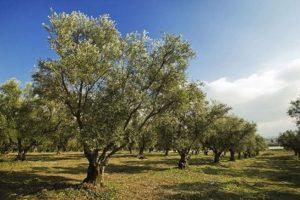 Potatura olive